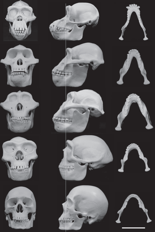 Illustration for article titled Did Male Faces Evolve To Take A Punch?